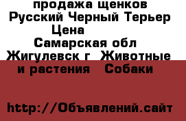 продажа щенков Русский Черный Терьер › Цена ­ 25 000 - Самарская обл., Жигулевск г. Животные и растения » Собаки   